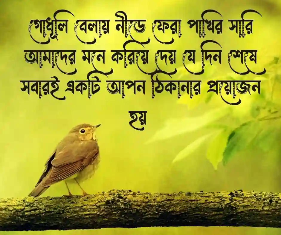 পাখি নিয়ে ক্যাপশন (1)