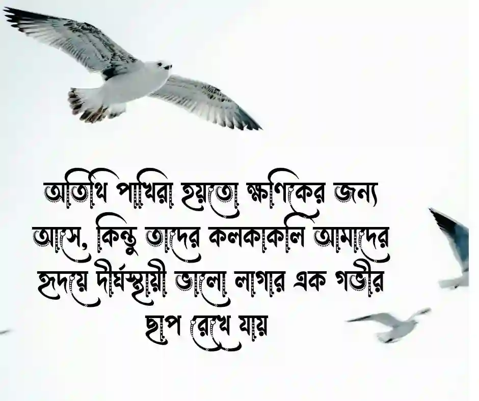 অতিথি পাখি নিয়ে ক্যাপশন
