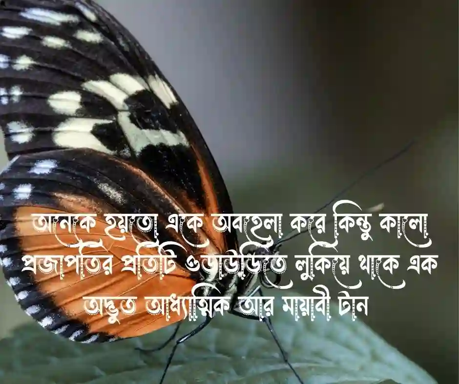 কালো প্রজাপতি নিয়ে ক্যাপশন