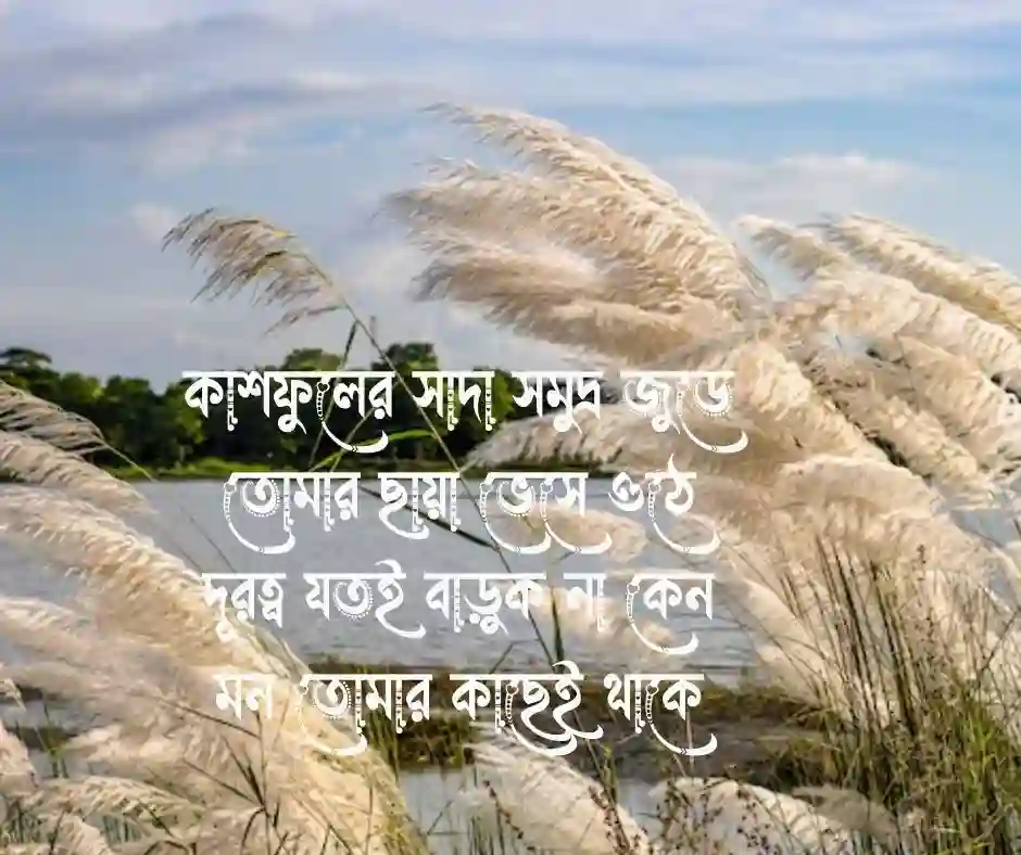 কাশফুল নিয়ে কবিতা কাশফুল নিয়ে প্রেমের কবিতা