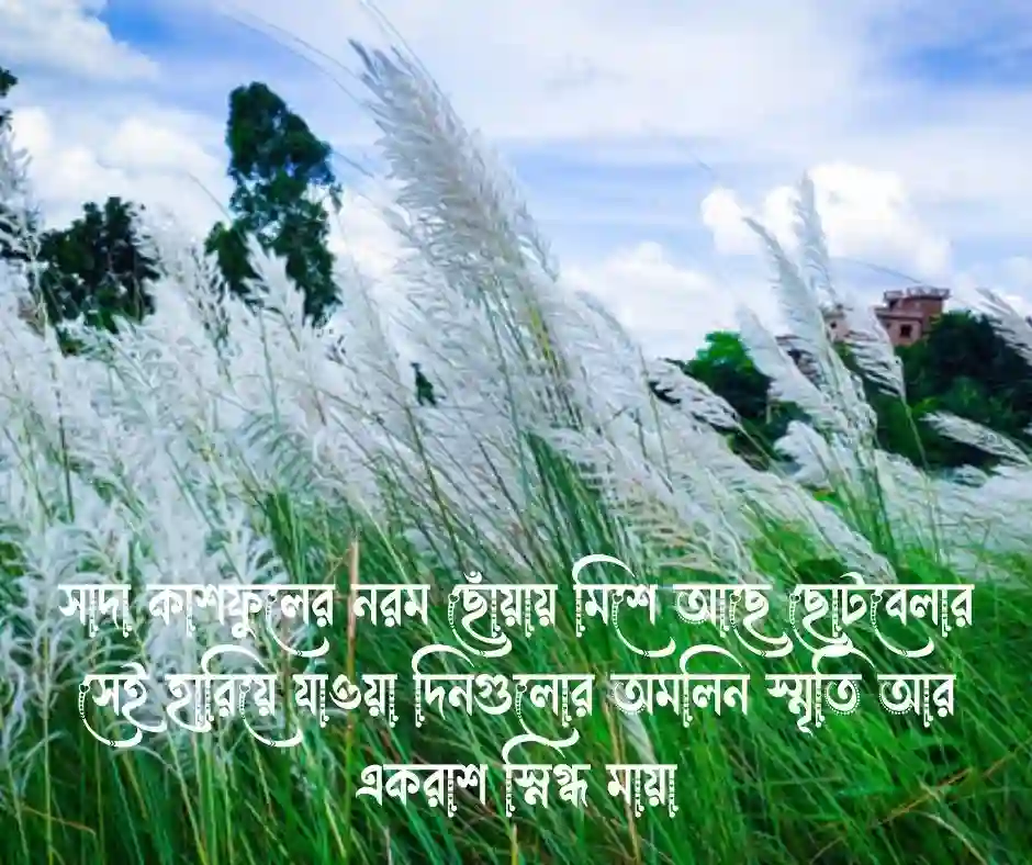 কাশফুল নিয়ে ক্যাপশন