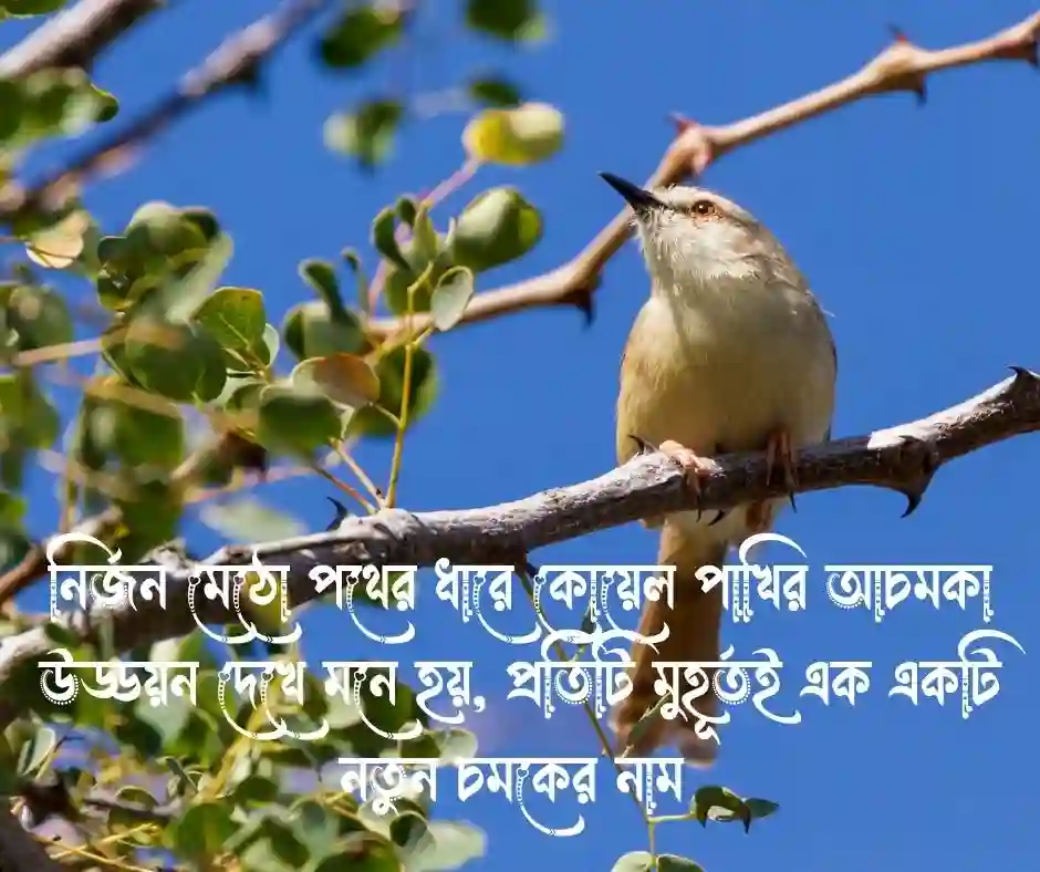কোয়েল পাখি নিয়ে স্ট্যাটাস
