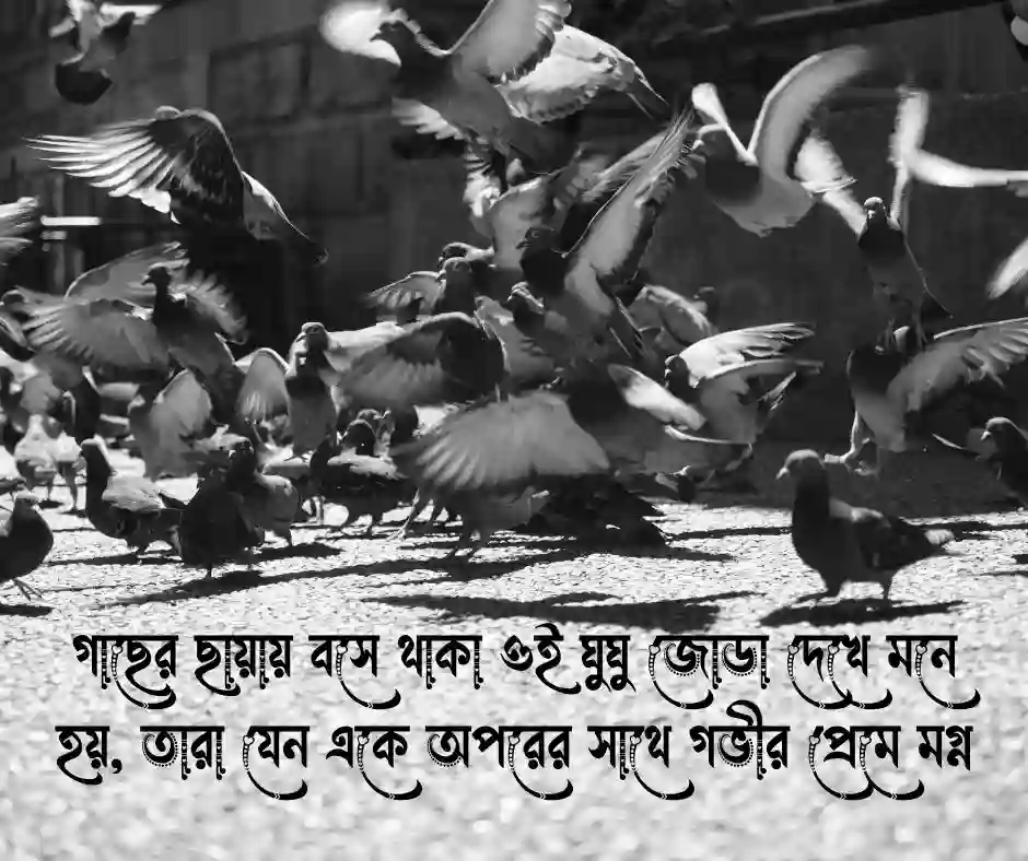 ঘুঘু পাখি নিয়ে ক্যাপশন