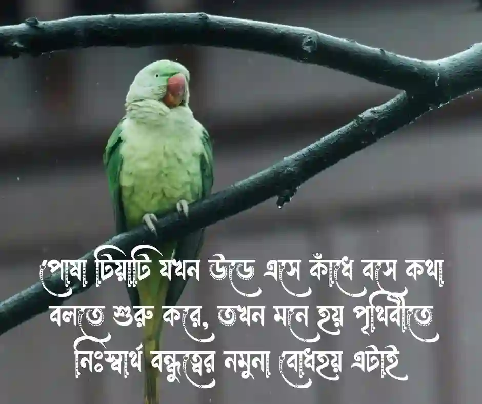 টিয়া পাখি নিয়ে ক্যাপশন