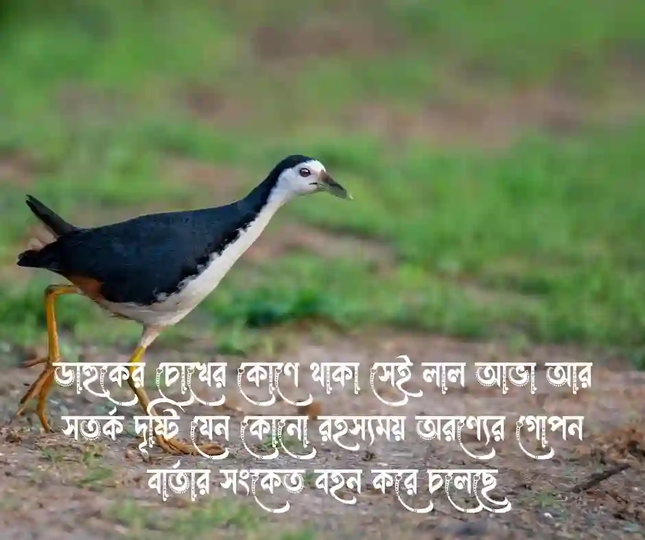 ডাহুক পাখি নিয়ে স্ট্যাটাস
