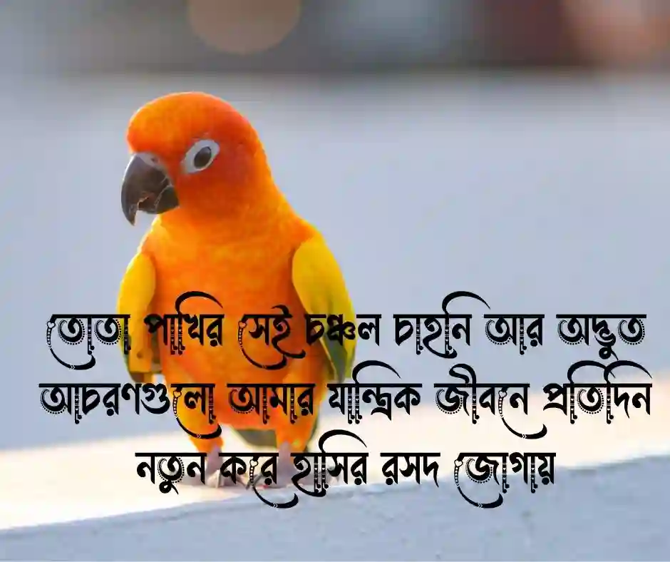 তোতা পাখি নিয়ে স্ট্যাটাস