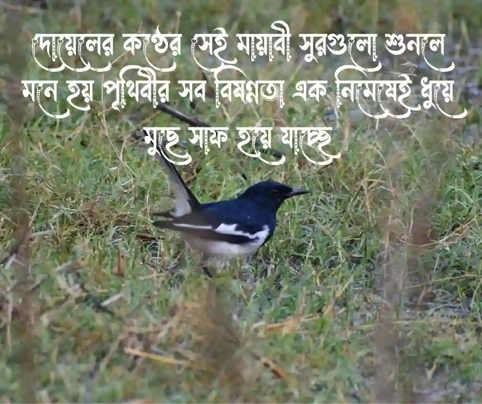 দোয়েল পাখি নিয়ে ক্যাপশন