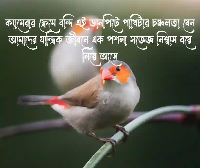 পাখির পিক নিয়ে ক্যাপশন (1)