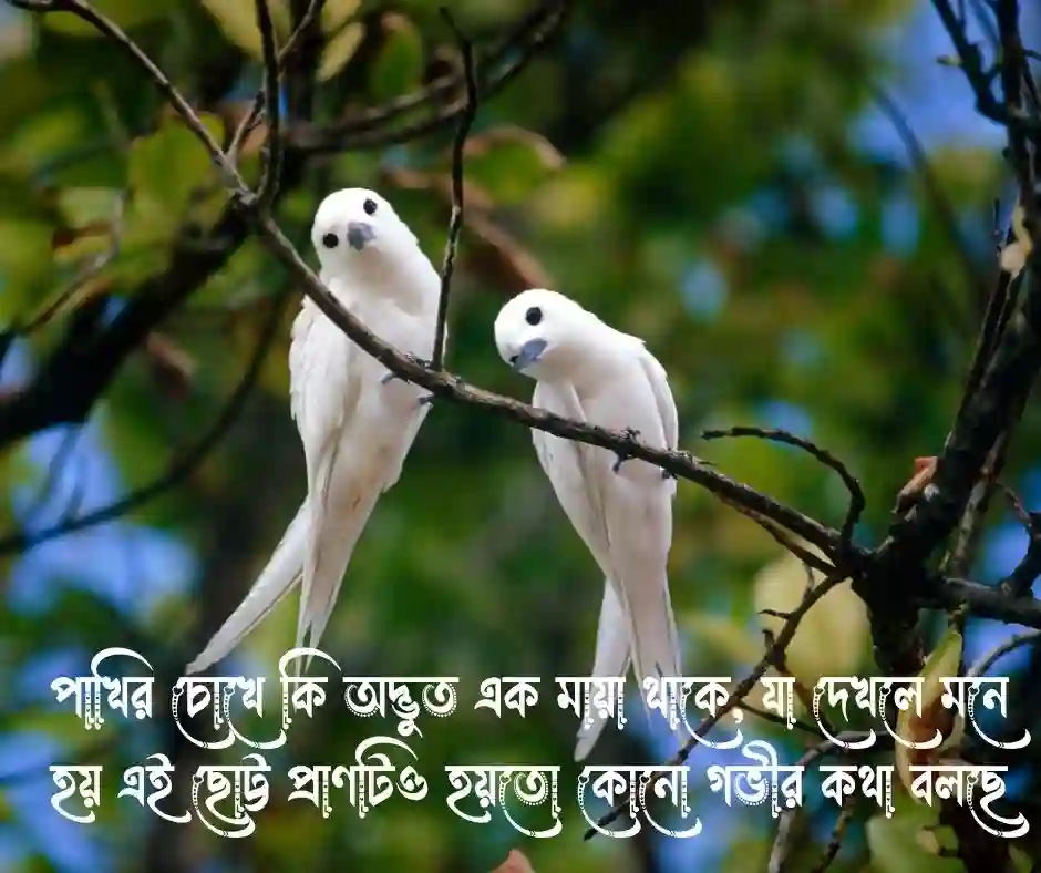 পাখির পিক নিয়ে ক্যাপশন