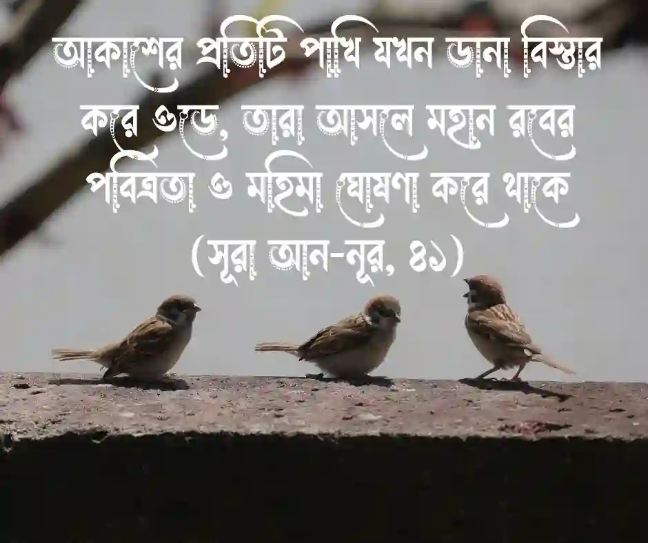 পাখি নিয়ে ইসলামিক ক্যাপশন