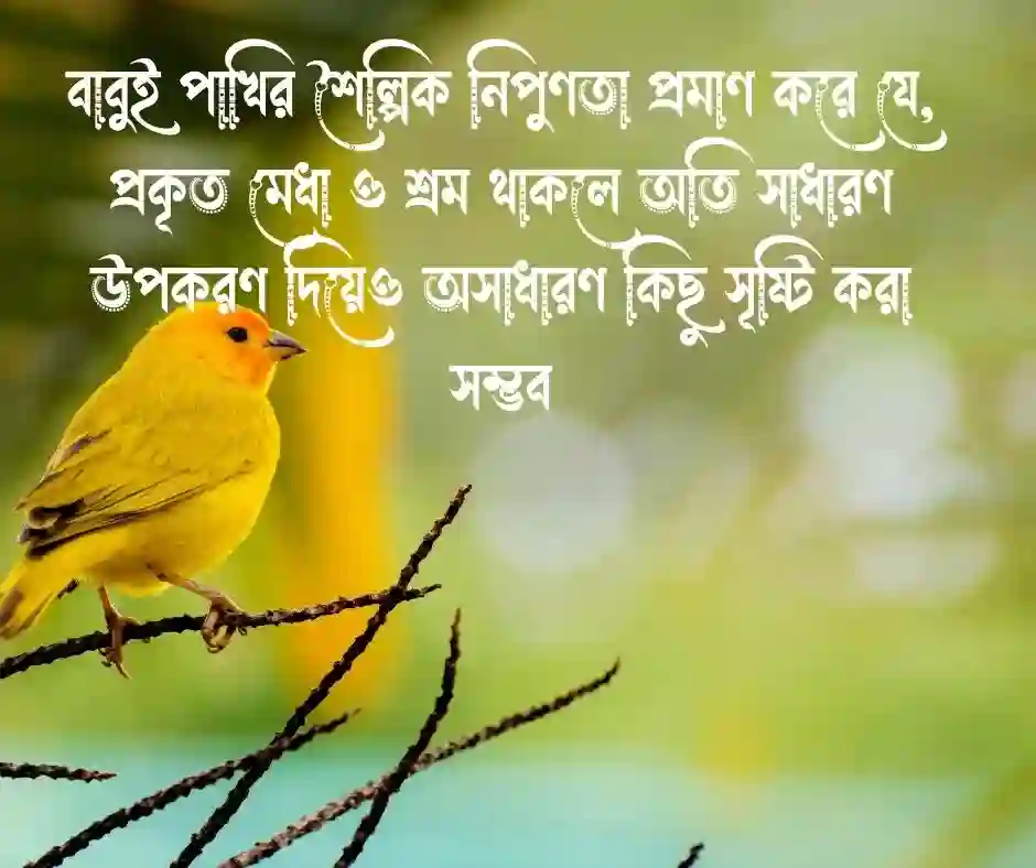 বাবুই পাখি নিয়ে ক্যাপশন