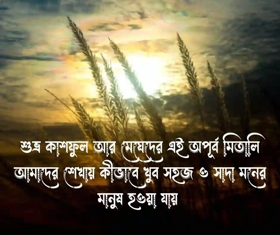 শরতের কাশফুল নিয়ে ক্যাপশন