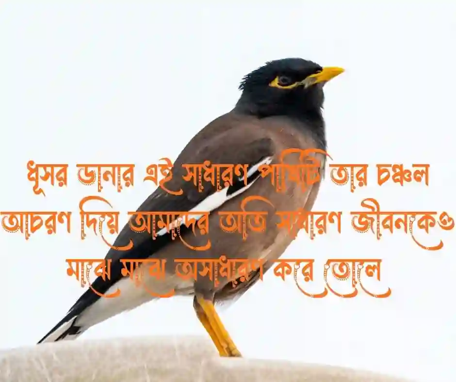 শালিক পাখি নিয়ে ক্যাপশন