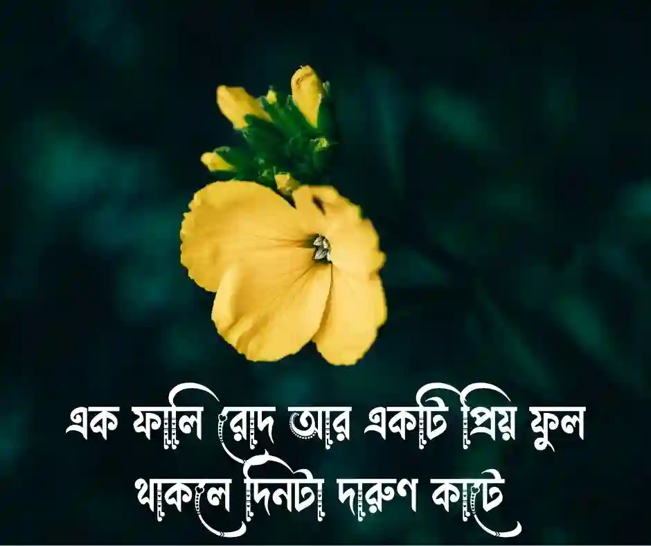 এক ফালি রোদ আর একটি প্রিয় ফুল থাকলে দিনটা দারুণ কাটে