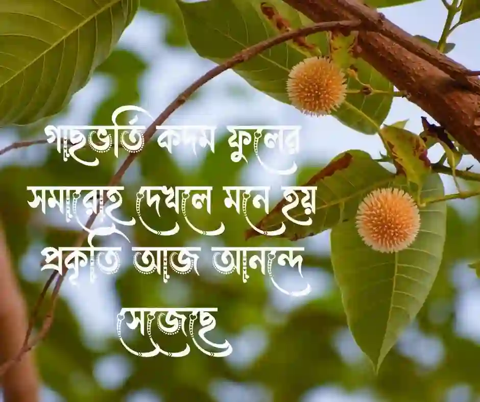 কদম ফুল নিয়ে ক্যাপশন (1)