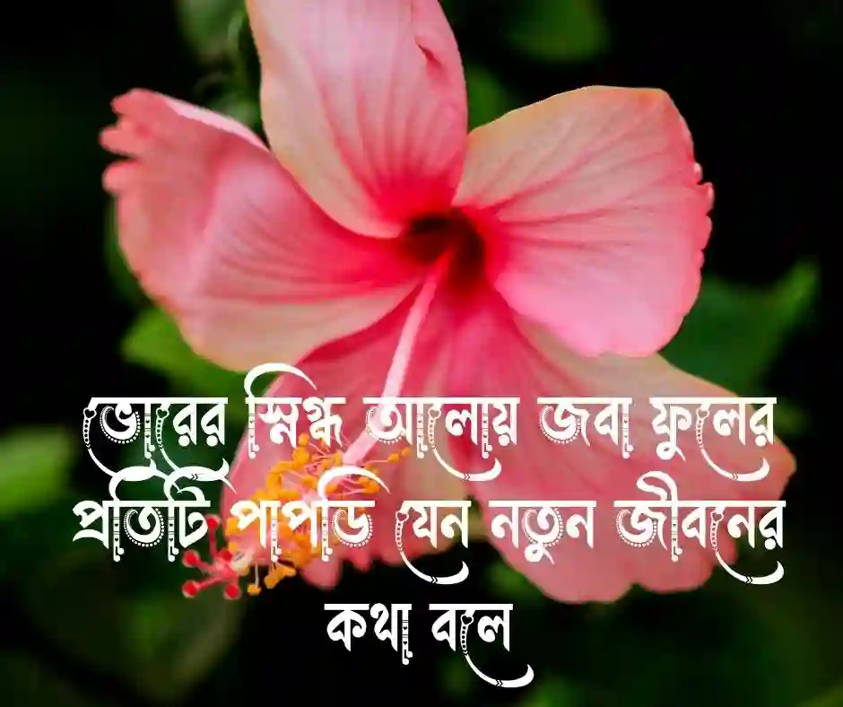 জবা ফুল নিয়ে ক্যাপশন (1)