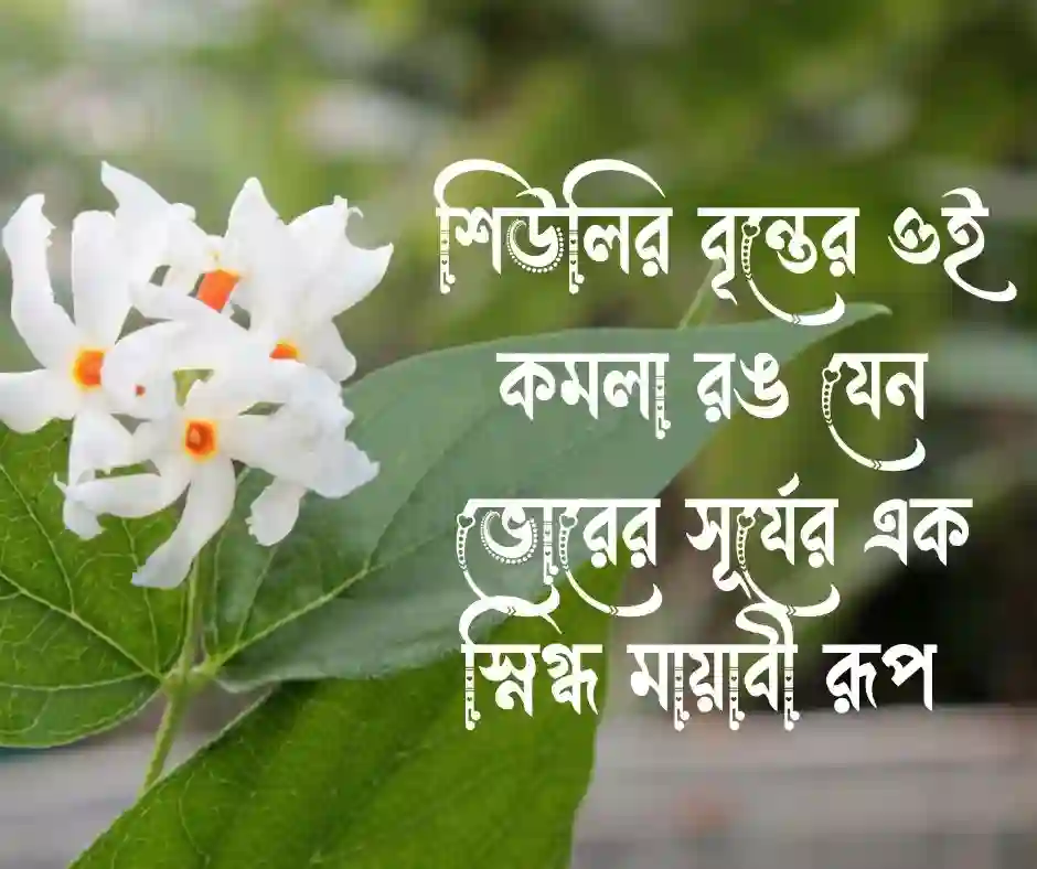 শিউলি ফুল নিয়ে ক্যাপশন (1)
