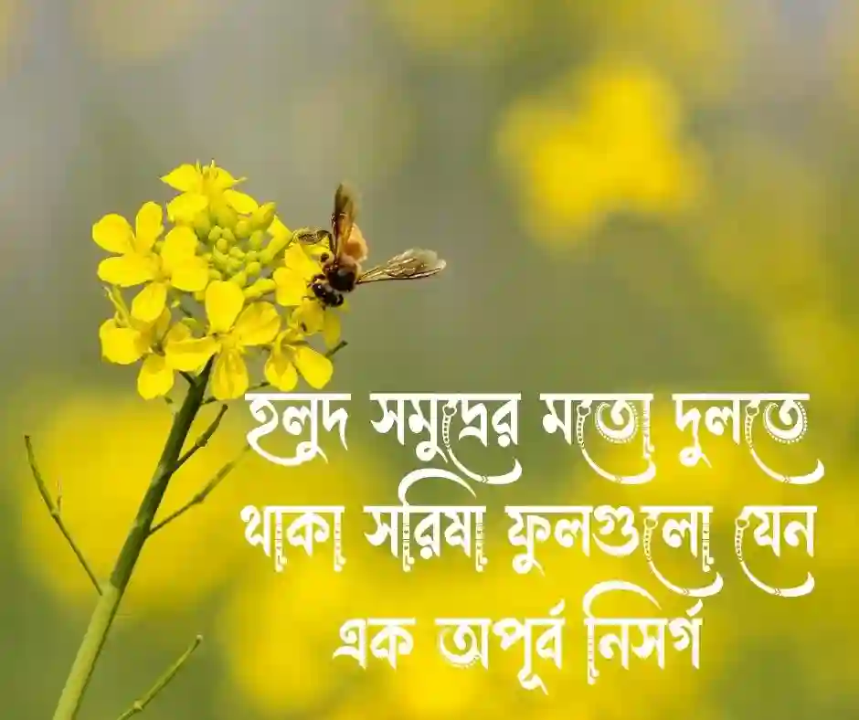 সরিষা ফুল নিয়ে ক্যাপশন