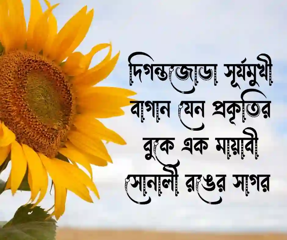 সূর্যমুখী ফুল নিয়ে ক্যাপশন (1)