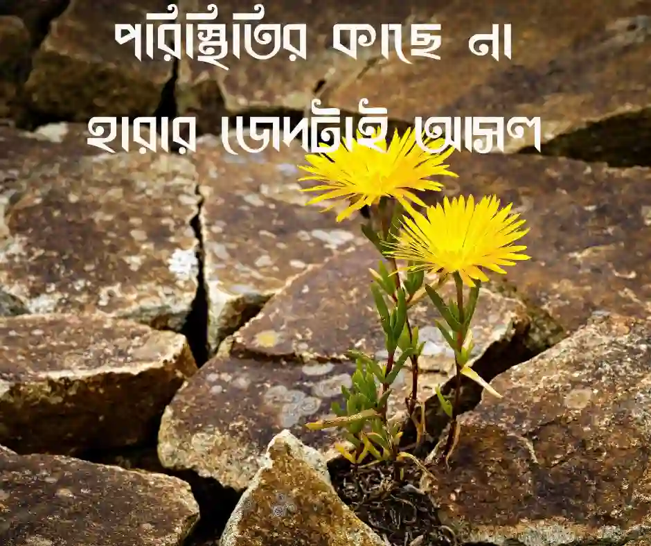 জেদ নিয়ে উক্তি